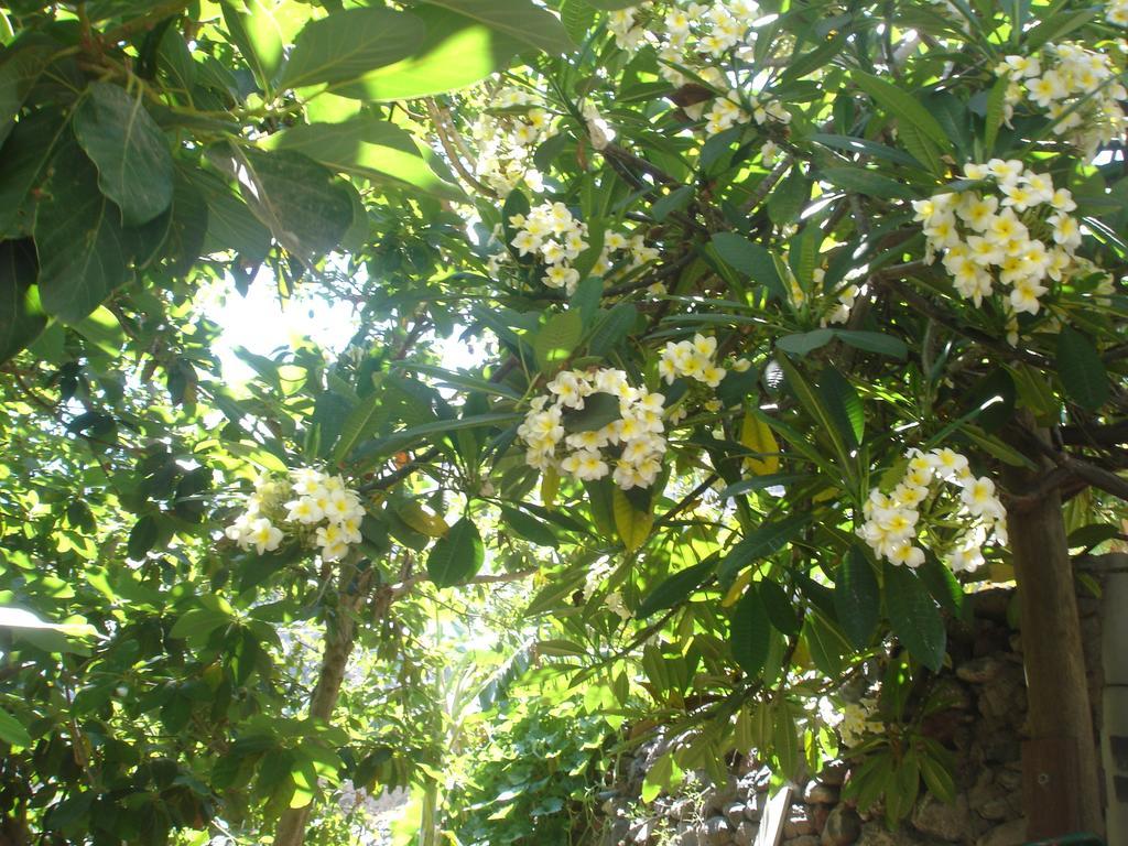 Goyo Gomera Apartments Valle Gran Rey Esterno foto
